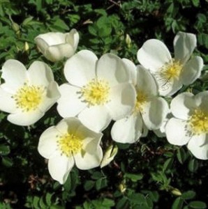 THE DUNWICH ROSE (shrub)